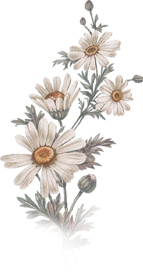 flower, camomile wallpapers