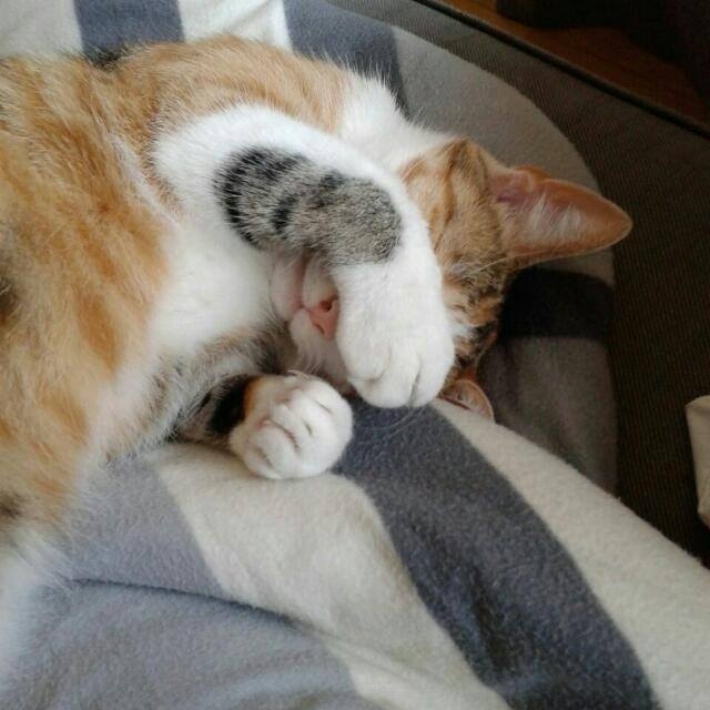 cat want's to sleep