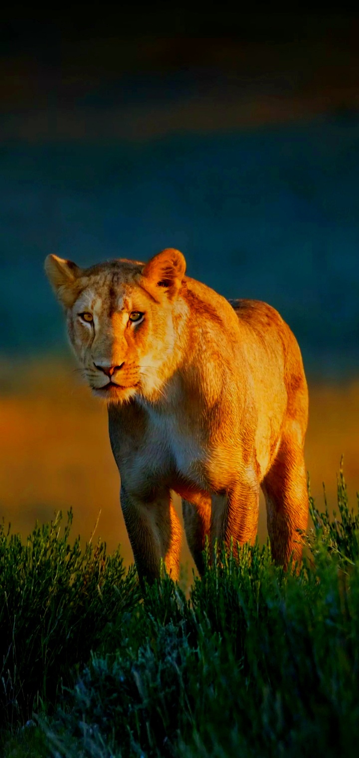 "A female lion" ❤