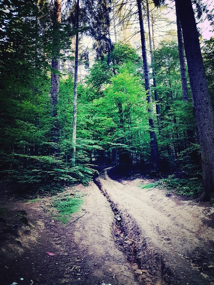 into the woods
