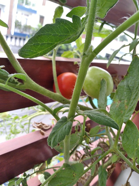 tomato