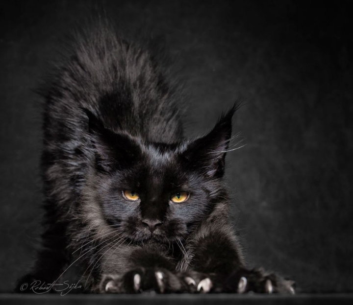 maine-coon
