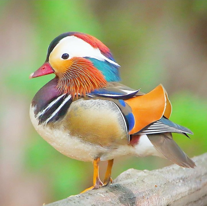 bird