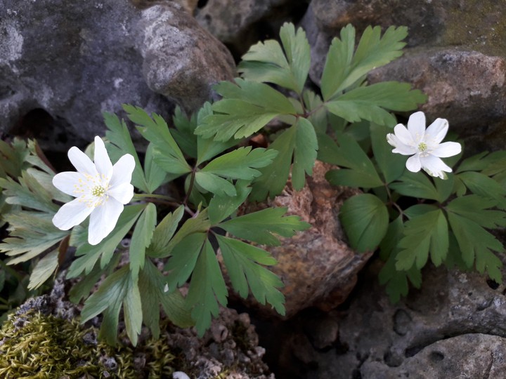 Spring