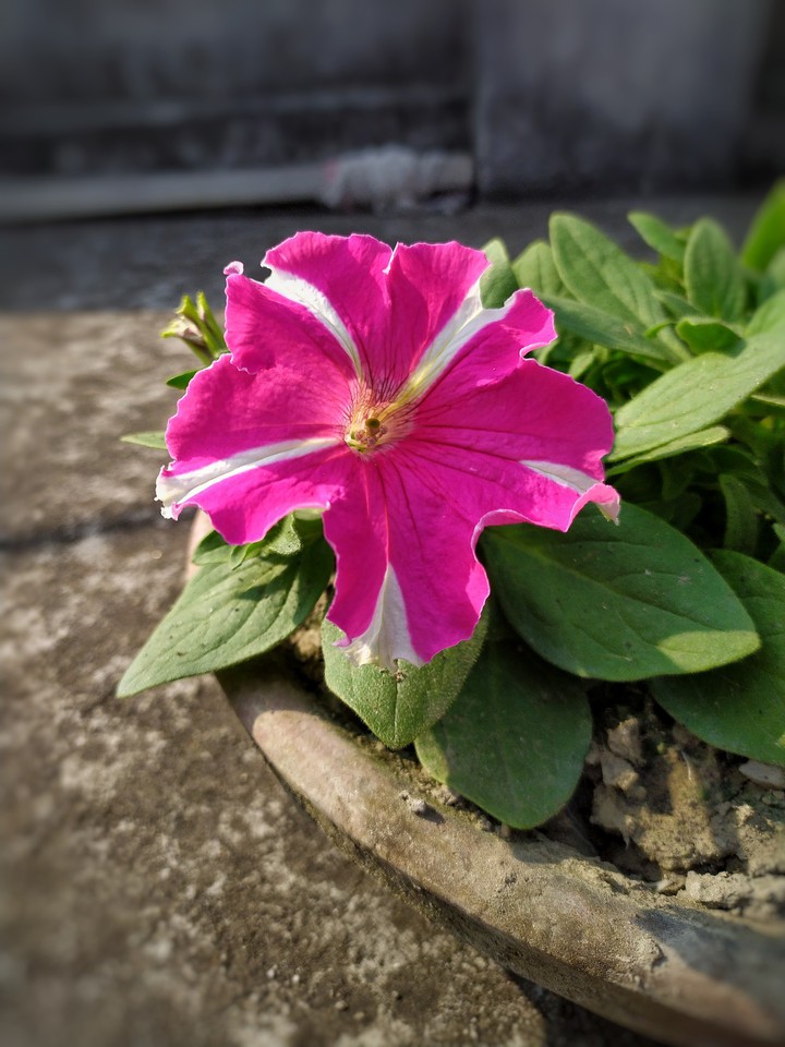 petunia flower
