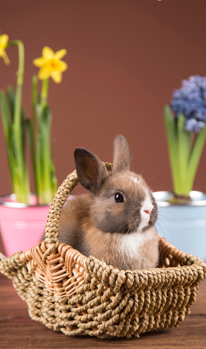 cute rabbit