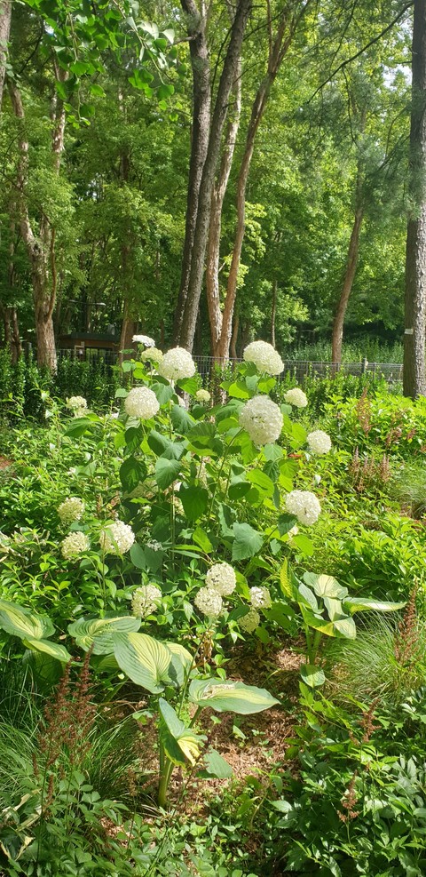 hình nền landscape, plant