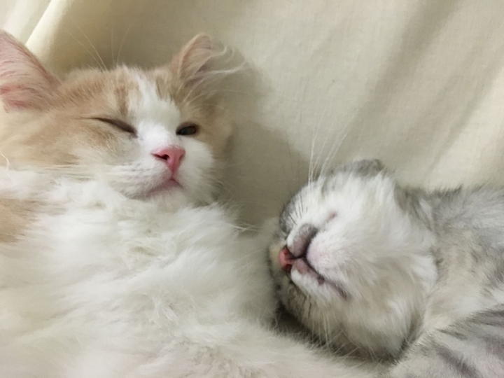 Мои котятки