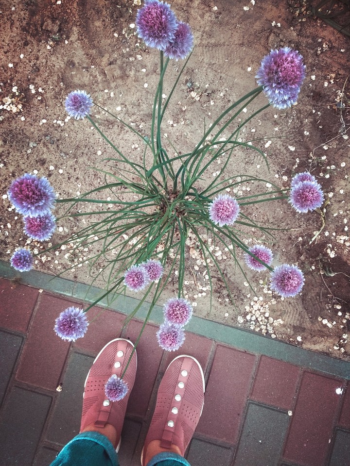 flowers