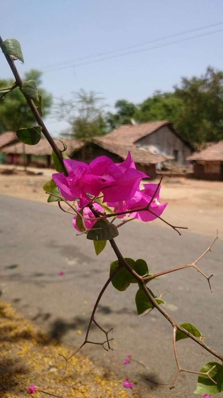 pink