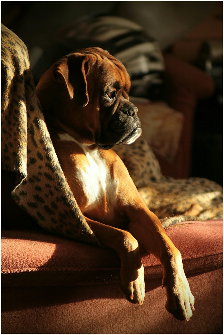 My Boxer