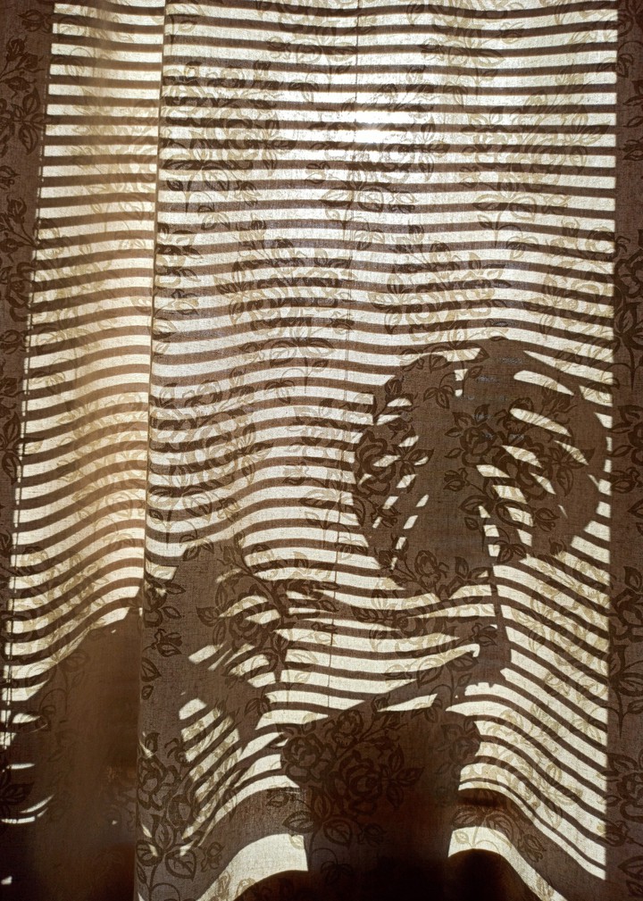 plant shadow