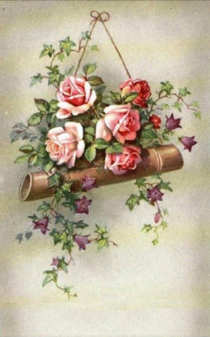 розы
