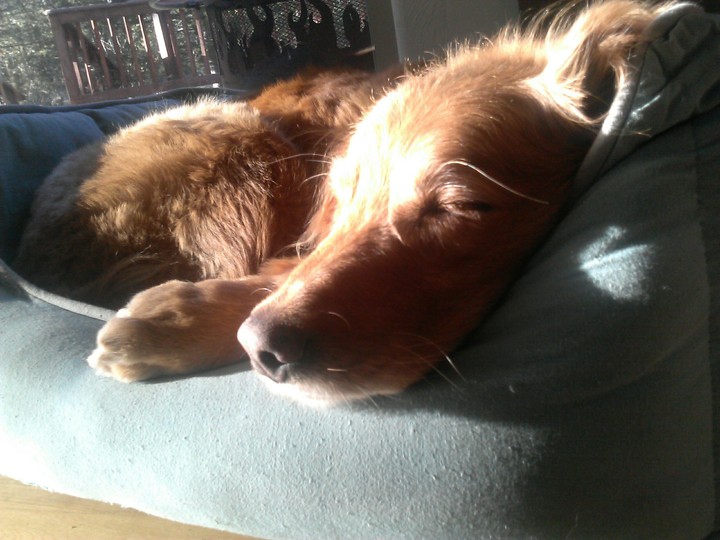 Gingerbear