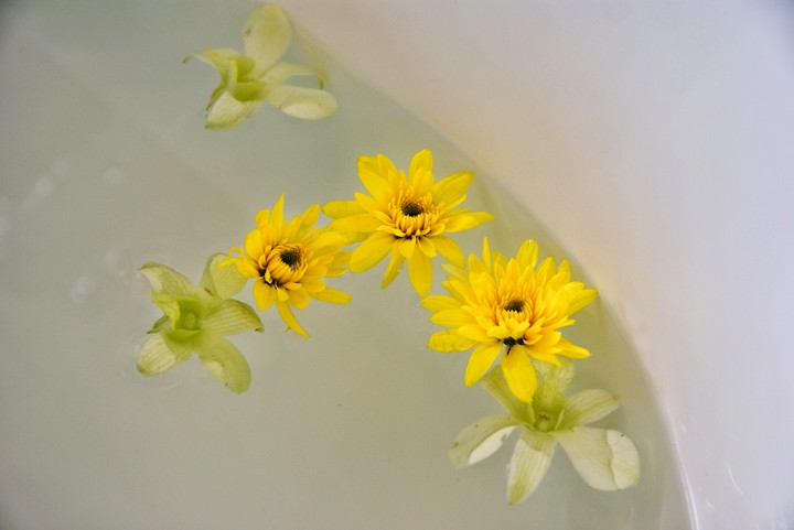Chrysanthemum
