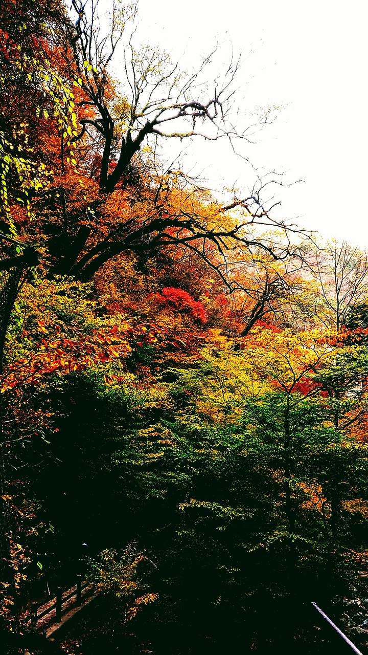 紅葉 塩原
