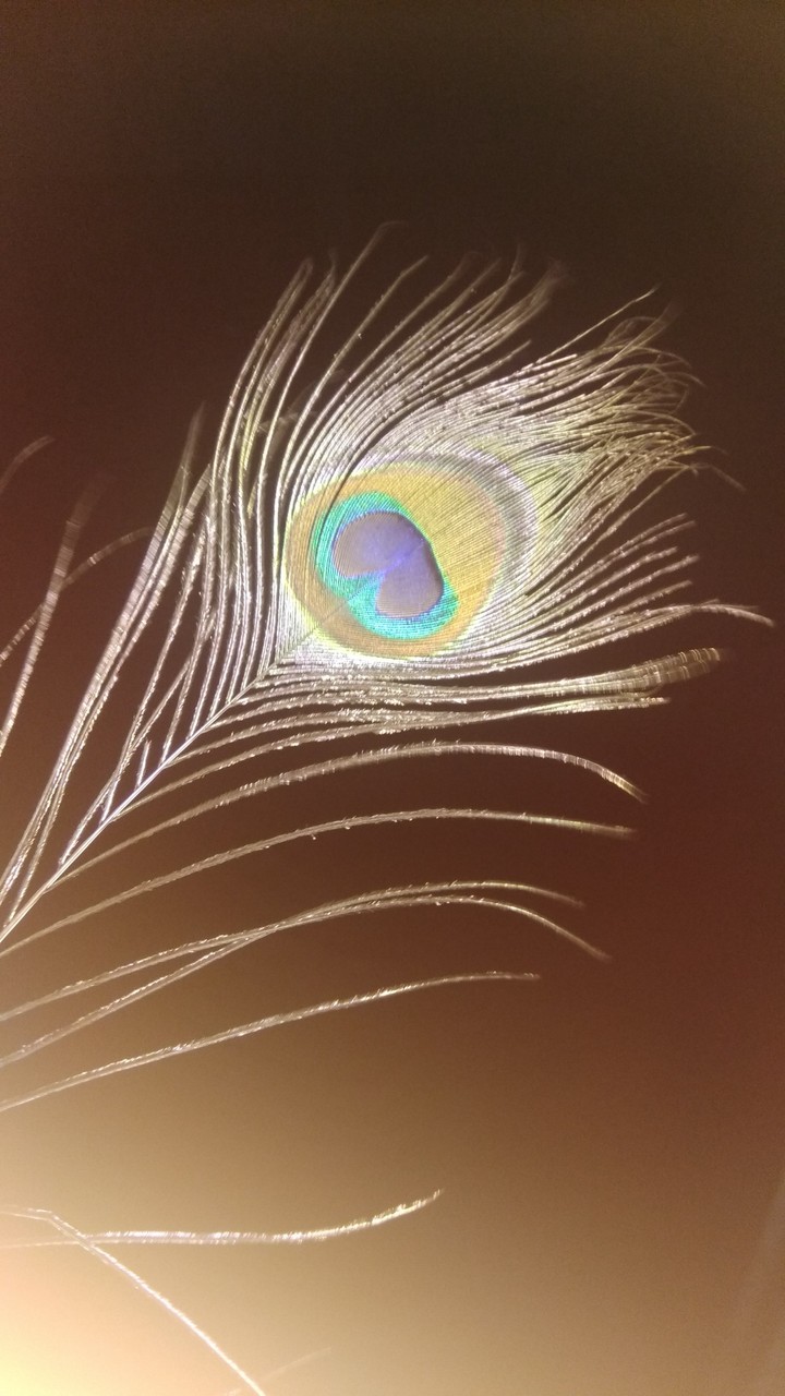 Peacock feather