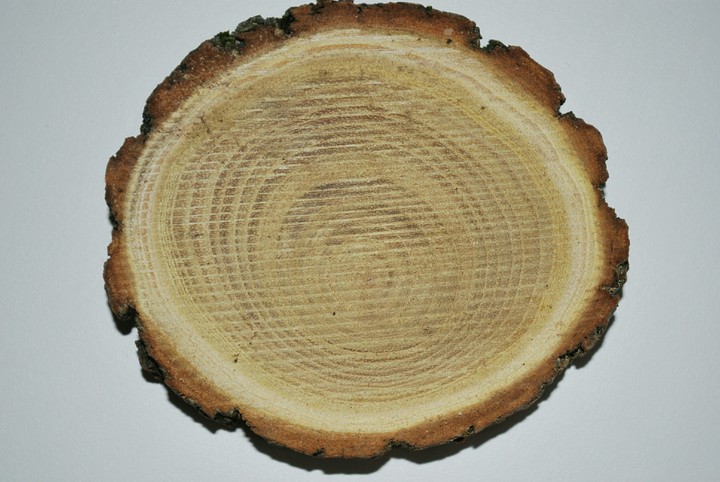 wood