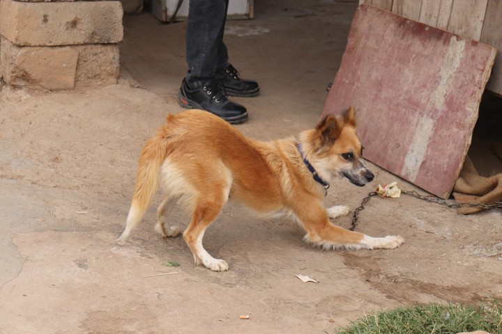 dog