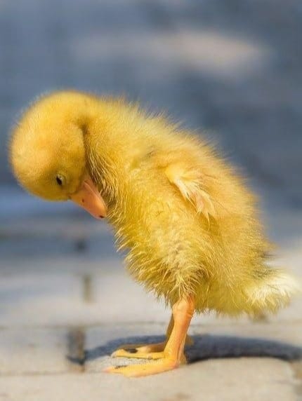duck