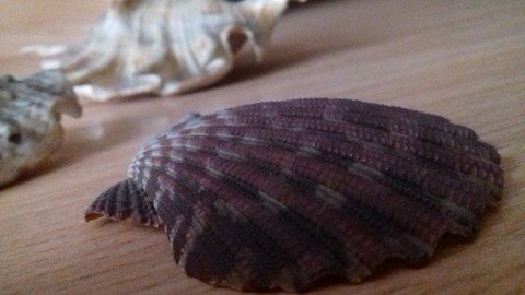 shells
