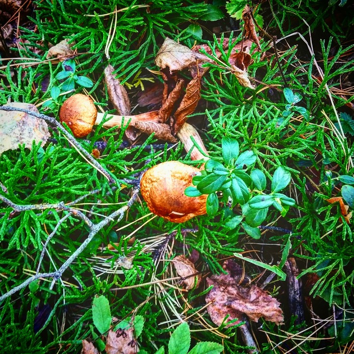 Mushrooms