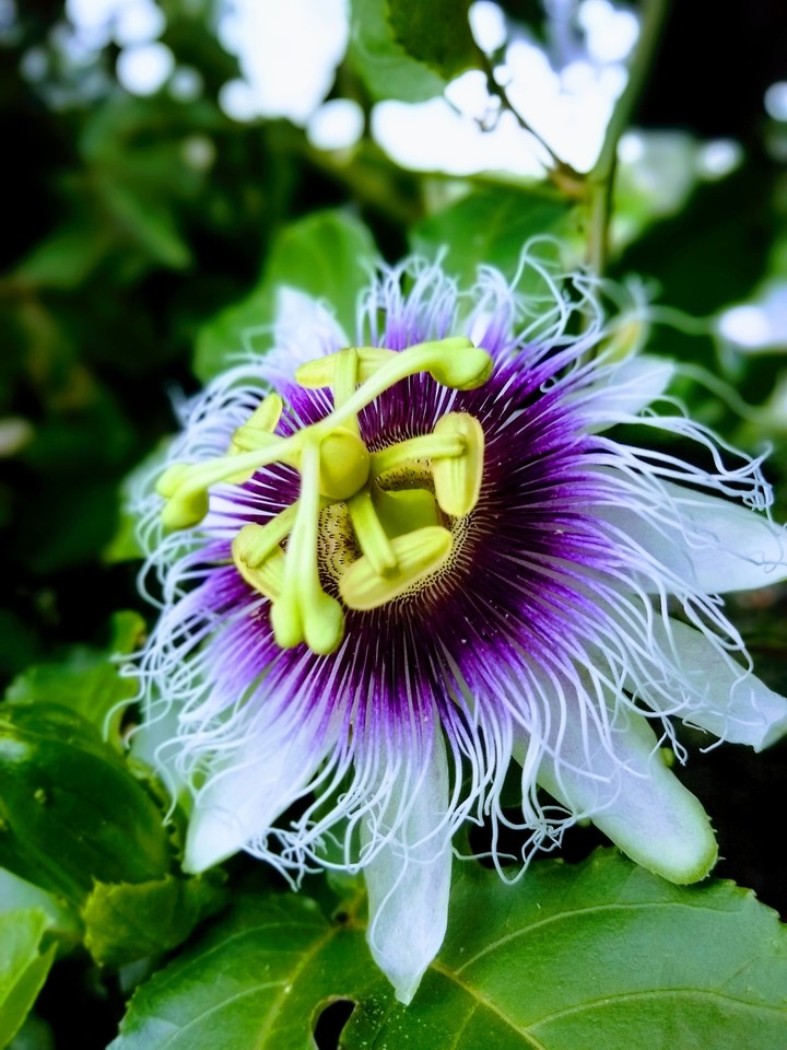 beautiful flwr