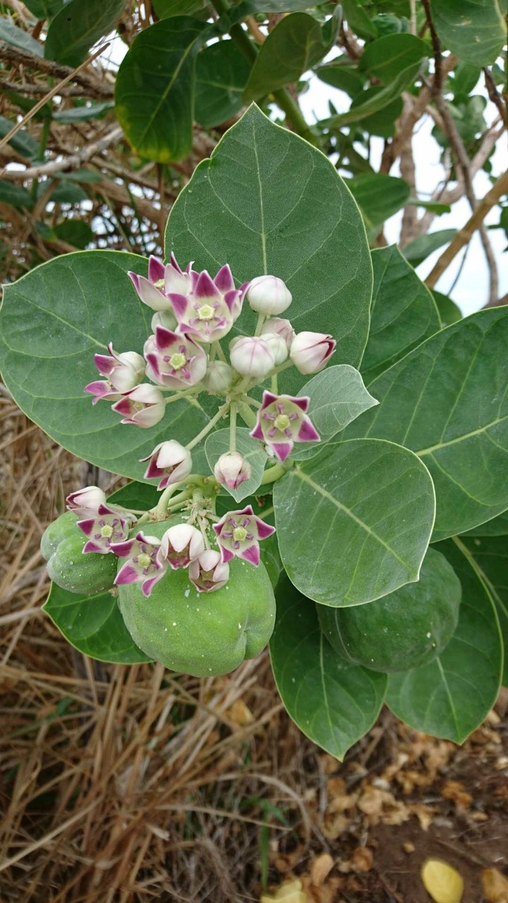 flores