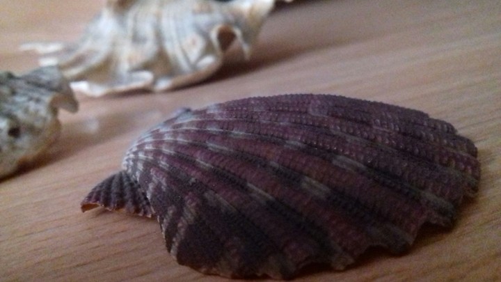 shells
