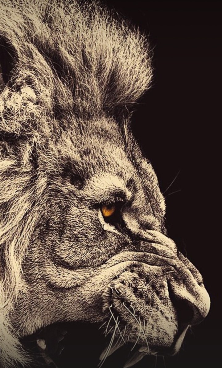 lion