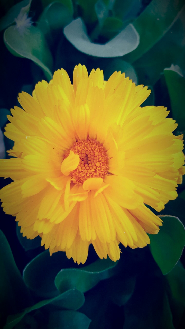 yellow flower