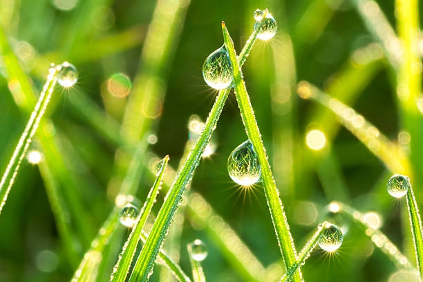 Shining pearls :)