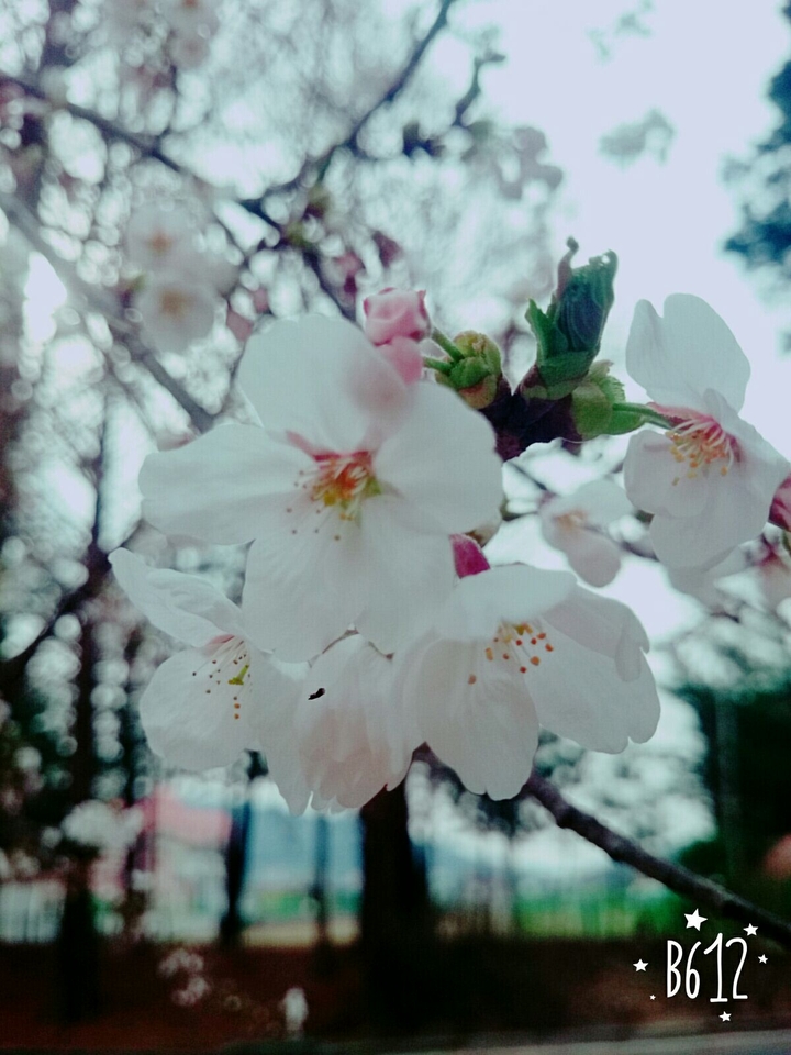벚꽃
