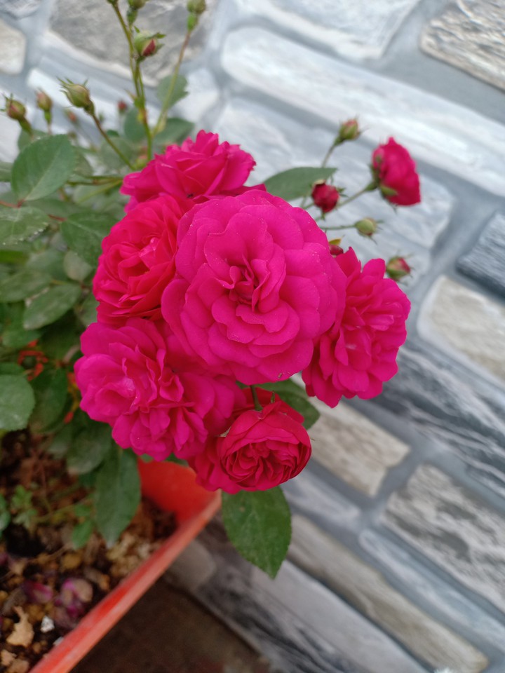 bunch of roses