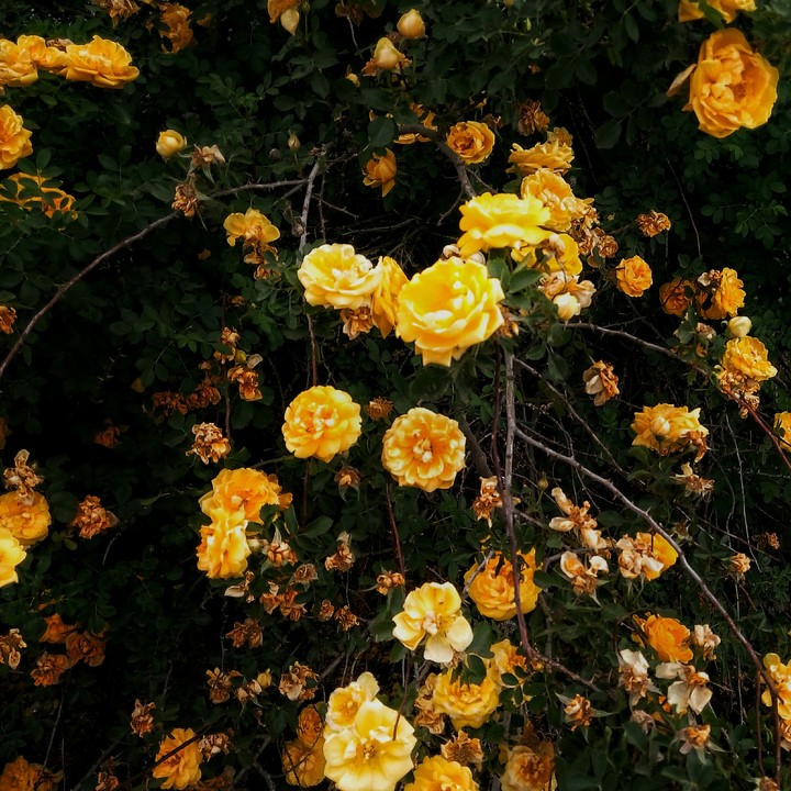 yellow roses and gold flowers