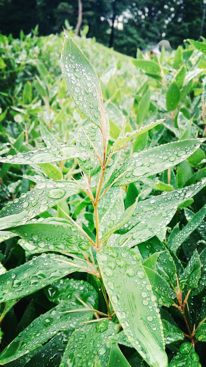 dew
