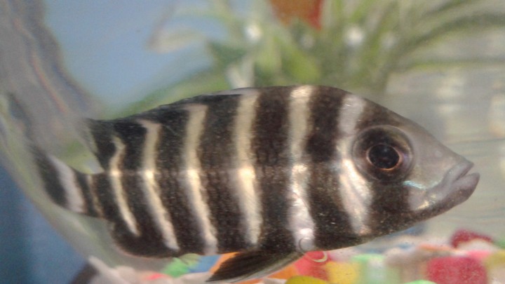 LOVELY AQURIAM FISH