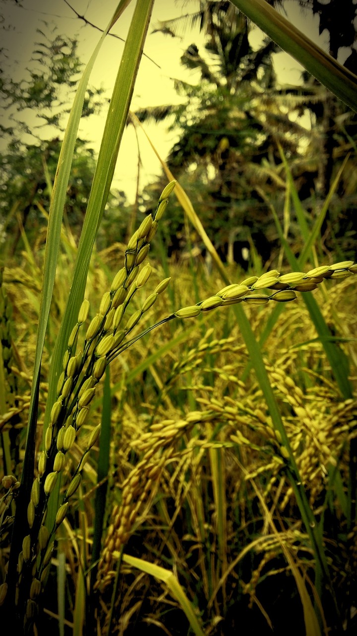 allapuzha