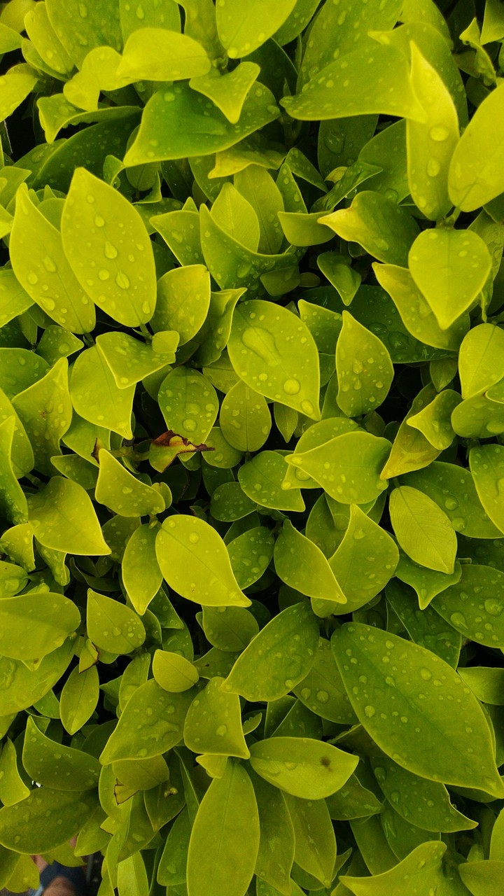 Dew...!