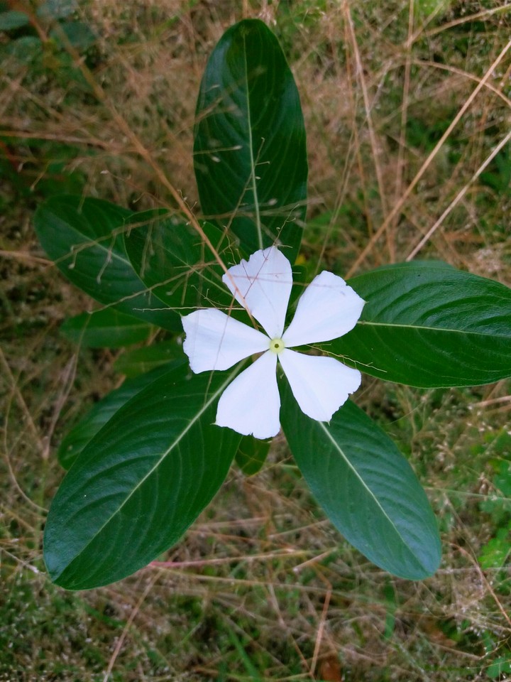 Flower