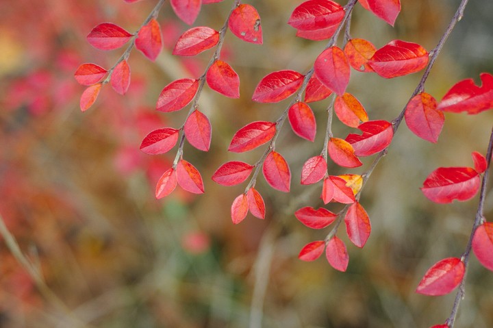 autumn leaves