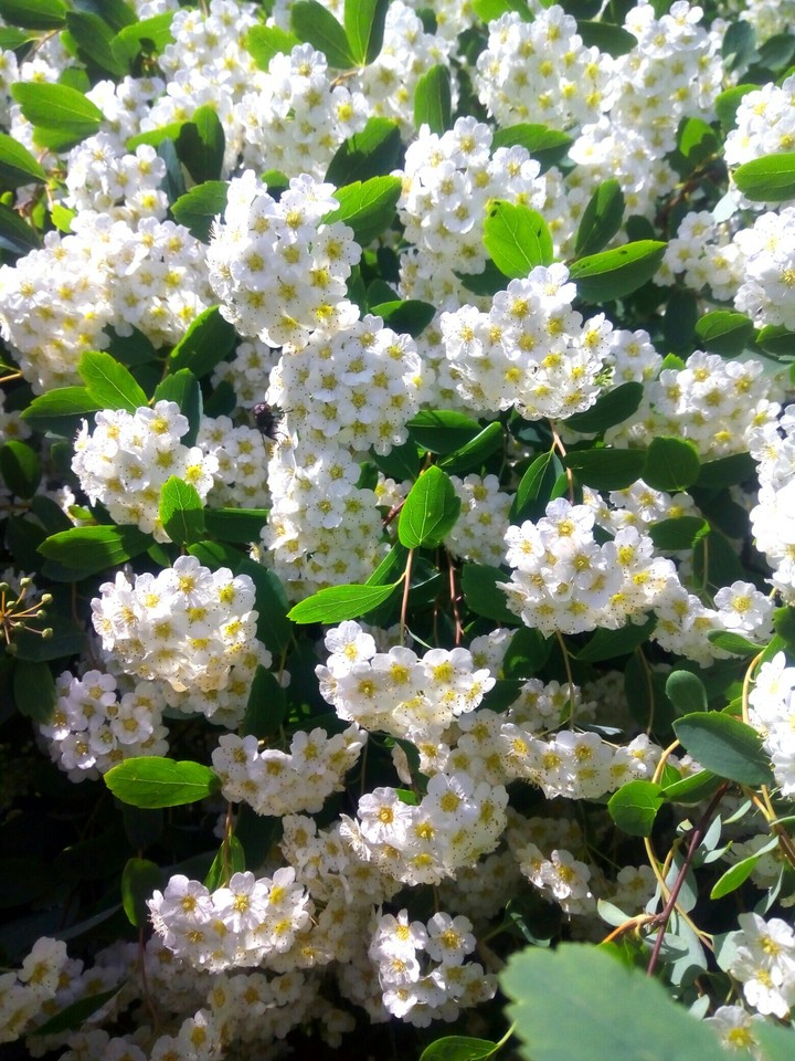 white blossom