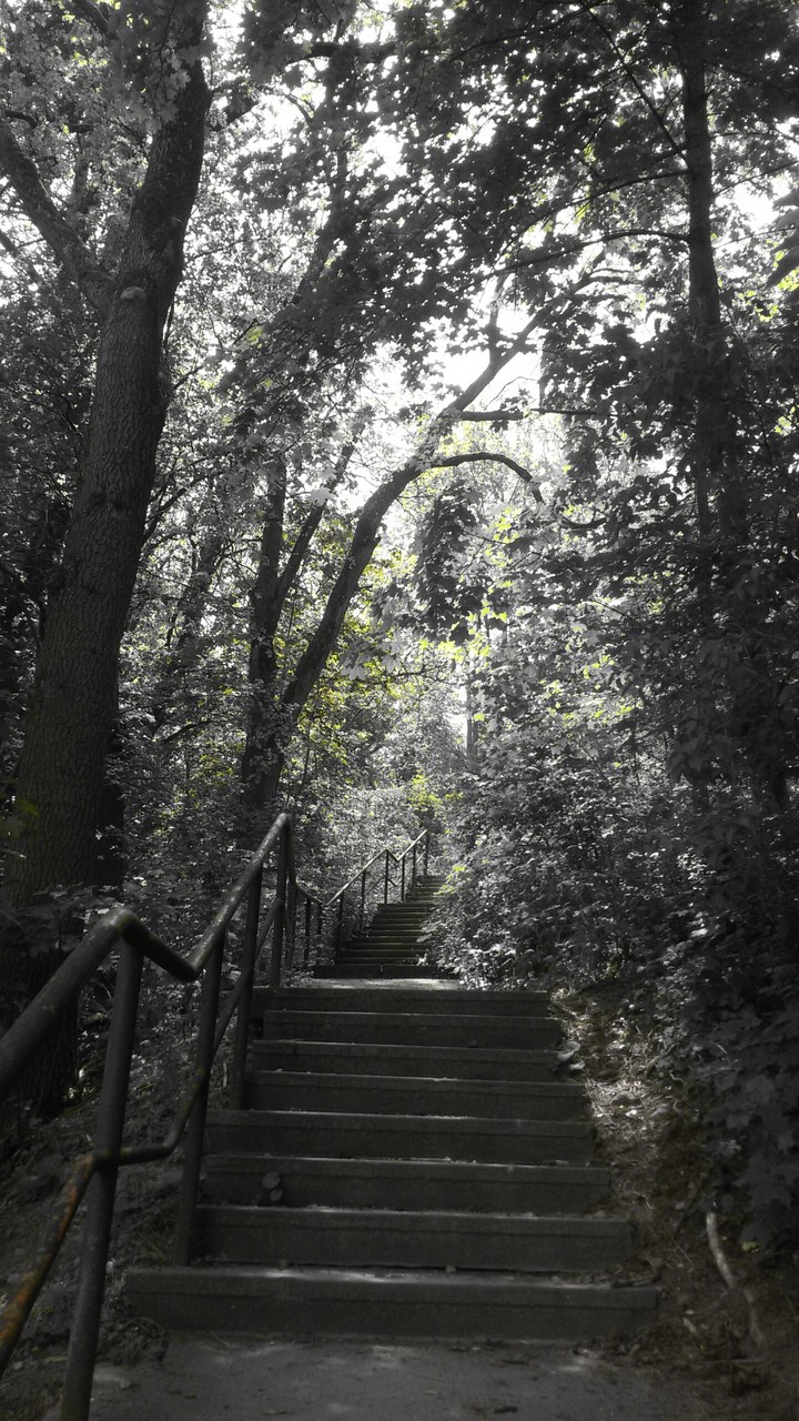 Stairs to Nature