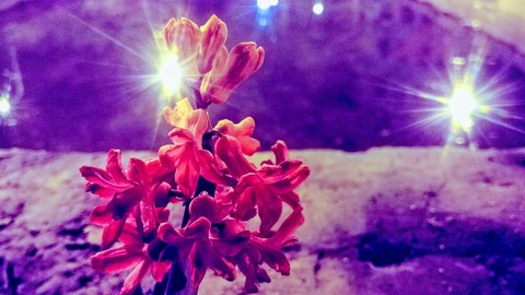 Flowers in the night with BEAUTY of light.
