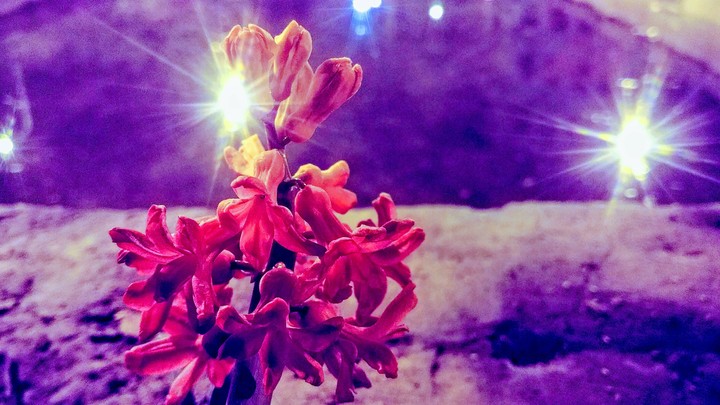 Flowers in the night with BEAUTY of light.