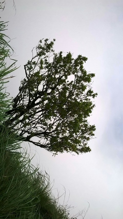 leaf, tree achtergronden
