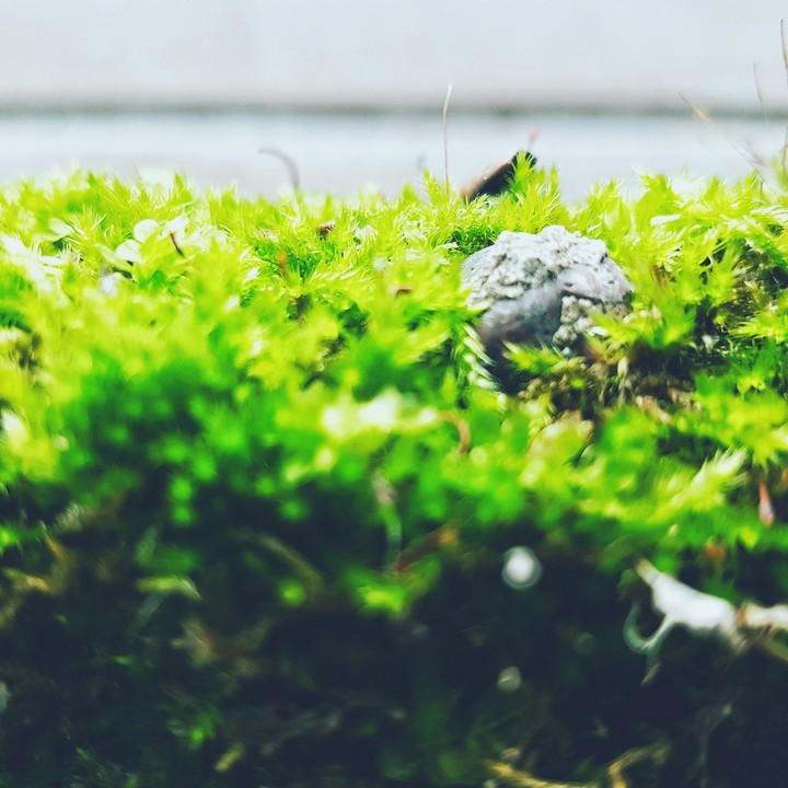 #natyre #green
