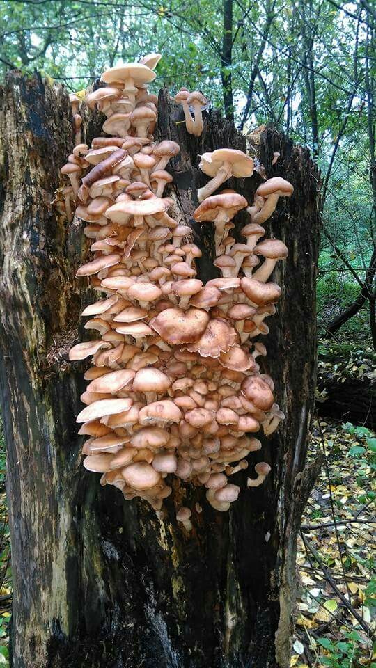 nature is beautiful