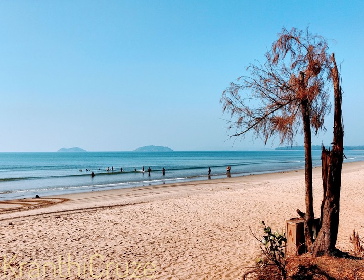 Lonely tree in the beach