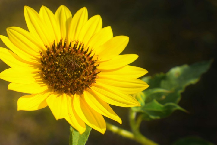 sunflower
